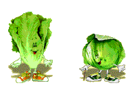 Salatkpfe